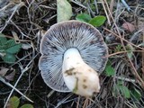 Tricholoma gausapatum image