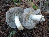 Tricholoma gausapatum image
