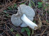 Tricholoma gausapatum image