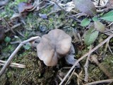 Helvella maculata image