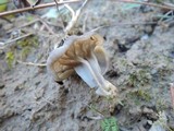 Helvella maculata image