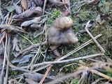 Helvella maculata image
