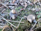 Helvella maculata image