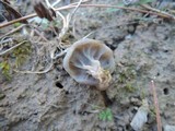 Helvella maculata image