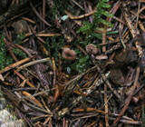 Gymnopus androsaceus image