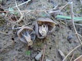 Helvella maculata image