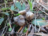 Helvella maculata image