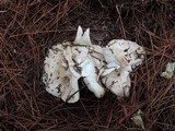 Tricholoma marquettense image