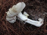 Tricholoma marquettense image