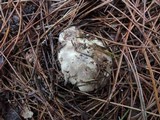 Tricholoma marquettense image