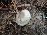 Tricholoma marquettense image