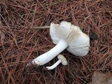 Tricholoma marquettense image