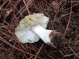 Tricholoma marquettense image