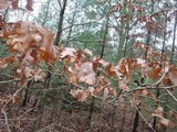 Tricholoma marquettense image