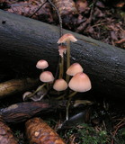 Mycena renati image