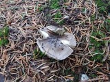 Tricholoma griseoviolaceum image