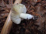 Tricholoma griseoviolaceum image
