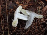 Tricholoma griseoviolaceum image