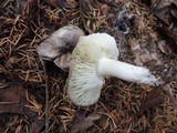 Tricholoma griseoviolaceum image