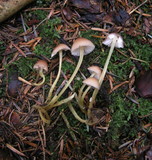 Mycena renati image