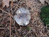 Tricholoma griseoviolaceum image
