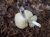 Tricholoma griseoviolaceum image