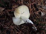 Tricholoma griseoviolaceum image