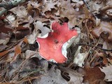 Russula silvicola image