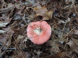 Russula silvicola image
