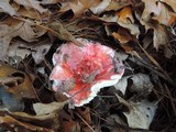Russula silvicola image