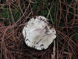 Tricholoma marquettense image