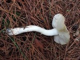 Tricholoma marquettense image