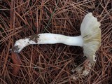 Tricholoma marquettense image