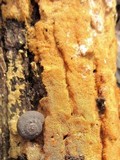 Ceriporia spissa image