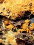 Ceriporia spissa image