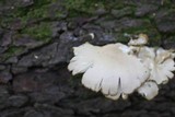 Pleurotus pulmonarius image