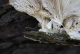 Pleurotus pulmonarius image