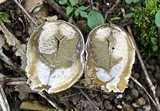 Blumenavia rhacodes image