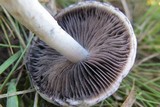 Psilocybe natalensis image