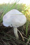Psilocybe natalensis image