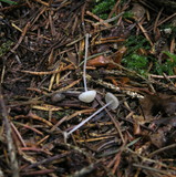 Mycena stylobates image