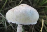 Psilocybe natalensis image