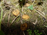 Paratrichophaea boudieri image