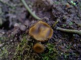 Paratrichophaea boudieri image