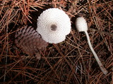 Lepiota atrodisca image