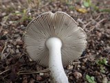 Amanita sect. Vaginatae image
