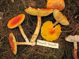 Amanita yema image