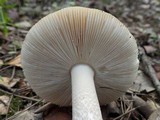 Amanita sect. Vaginatae image