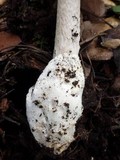 Amanita sect. Vaginatae image
