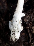 Amanita sect. Vaginatae image